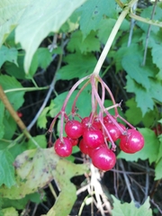 Viburnum opulus