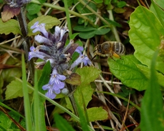 Anthophora crinipes