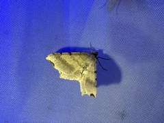 Macaria shanghaisaria