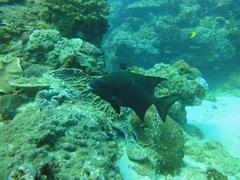 Oplegnathus robinsoni