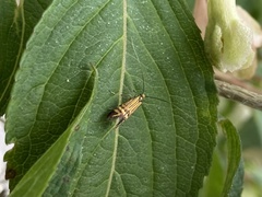 Nemophora staudingerella