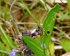 Anthophora crinipes