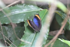 Junonia cymodoce lugens
