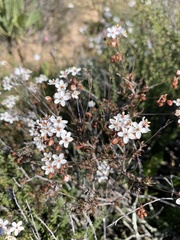 Pharnaceum aurantium