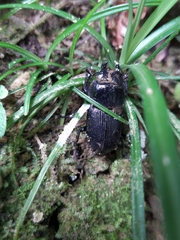 Dorcus