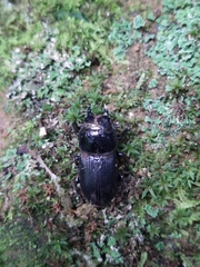 Dorcus