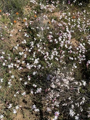 Pharnaceum aurantium