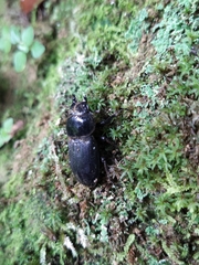 Dorcus