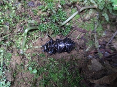 Dorcus