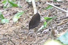 Junonia cymodoce lugens