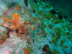 Pyura stolonifera