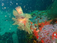 Pyura stolonifera