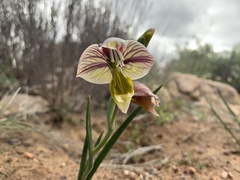 Gladiolus watermeyeri