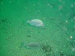 Spondyliosoma emarginatum
