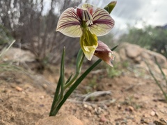 Gladiolus watermeyeri