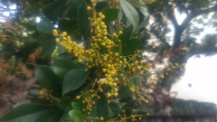Aglaia odorata