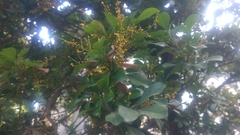 Aglaia odorata