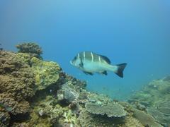 Plectorhinchus playfairi