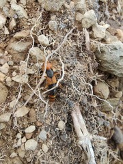 Dinothenarus chrysocomus
