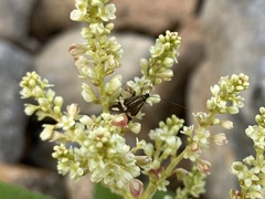 Nemophora ochsenheimerella