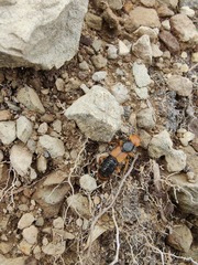 Dinothenarus chrysocomus