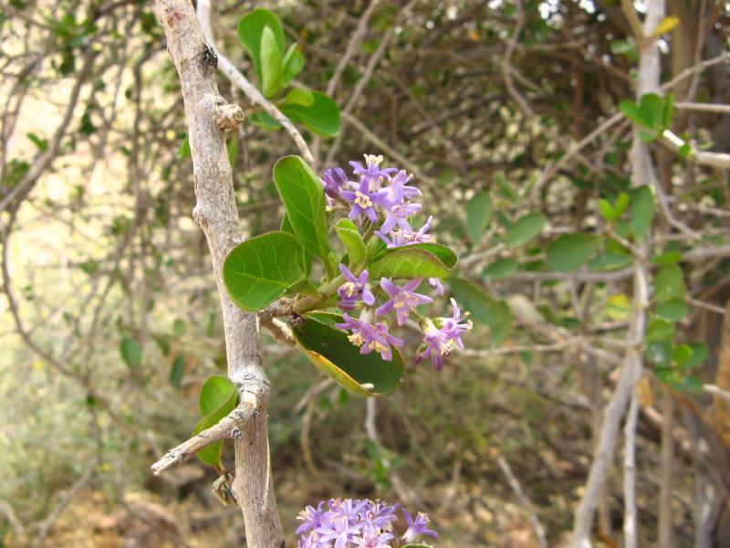 Ehretia namibiensis