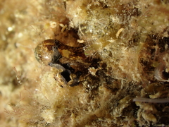 Haminoea hydatis