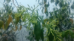 Cestrum nocturnum