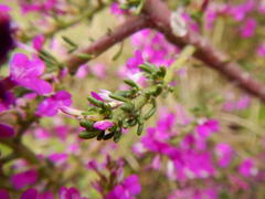 Muraltia macropetala