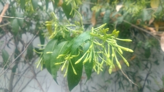 Cestrum nocturnum
