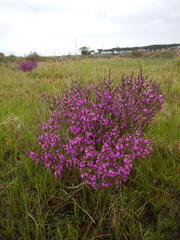 Muraltia macropetala
