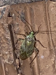 Taedia marmorata