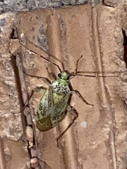 Taedia marmorata