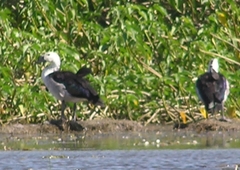 Sarkidiornis melanotos