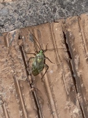 Taedia marmorata