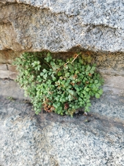 Asplenium ruta-muraria