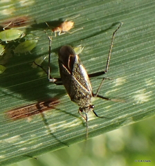 Irbisia