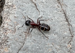 Camponotus ligniperda