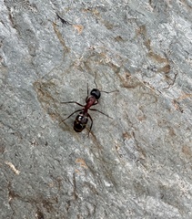 Camponotus ligniperda