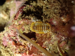 Chitonoidea