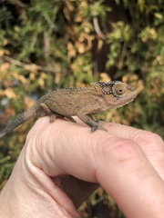 Bradypodion thamnobates