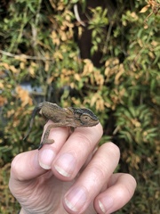 Bradypodion thamnobates