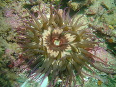 Anthopleura michaelseni