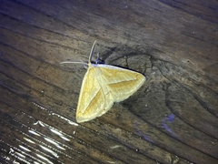 Chariaspilates formosaria