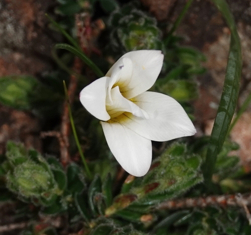 Romulea flava