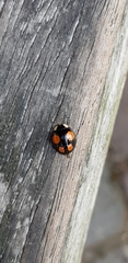 Harmonia axyridis