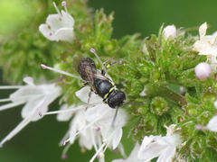 Hylaeus pictipes