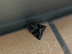 Chrysorithrum flavomaculata