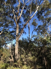 Eucalyptus piperita
