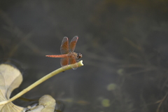 Brachythemis contaminata